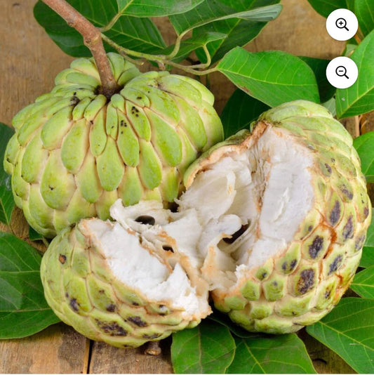 Anona Chirimoya 1 Unidad