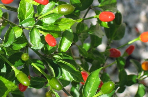 Cajita de Chiles Chiltepe 1/4 de Libra