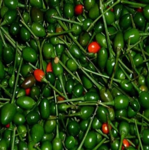 Cajita de Chiles Chiltepe 1/4 de Libra