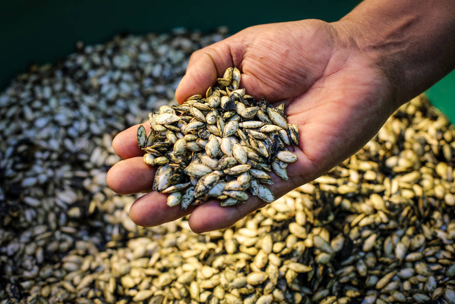 Semilla de Ayote 1 libra