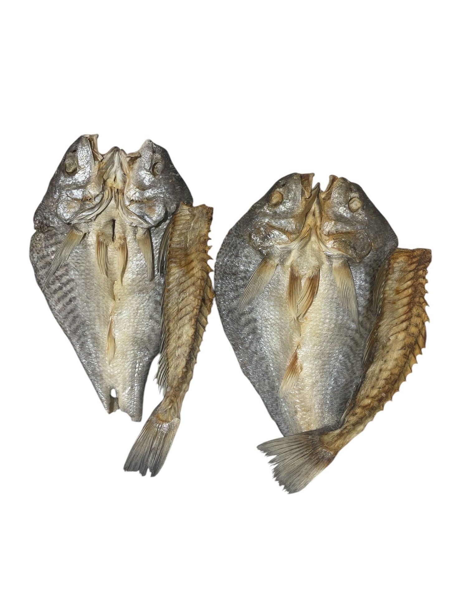 Corvina - Pescado